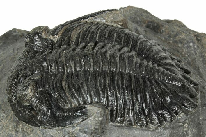 Detailed Hollardops Trilobite Fossil - Ofaten, Morocco #343268